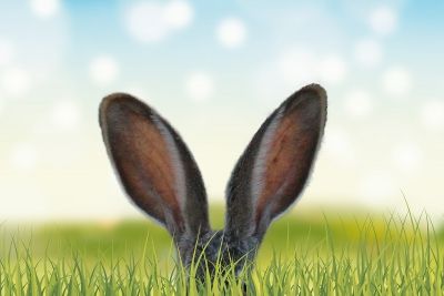 Photographie - Oreilles de lapin