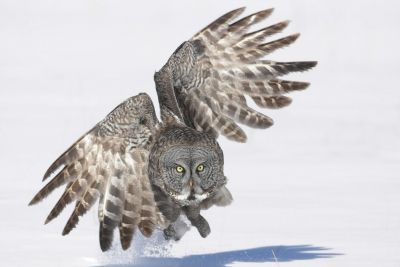 Photo: David G. Hemmings Harfang